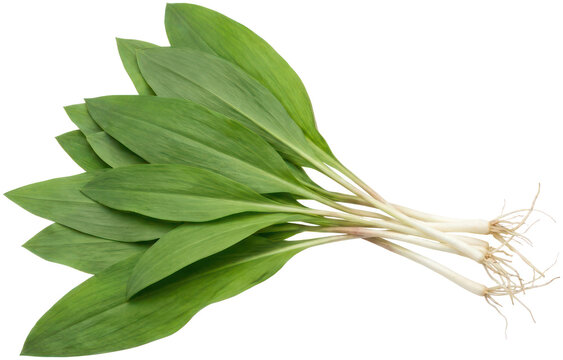 Fresh wild ramps on black background.