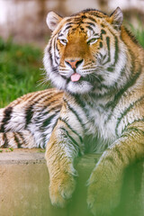 Obraz premium Tiger Resting at Tennoji Zoo in Osaka, Japan