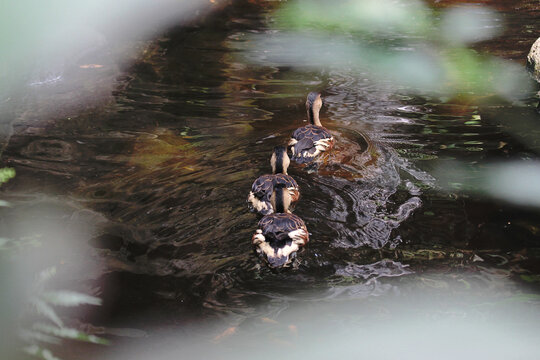 Three lesser whistling ducks (Dendrocygna javanica) swimming together on a dark reflective pond, surrounded by natural water reflections and a calm wetland environment.