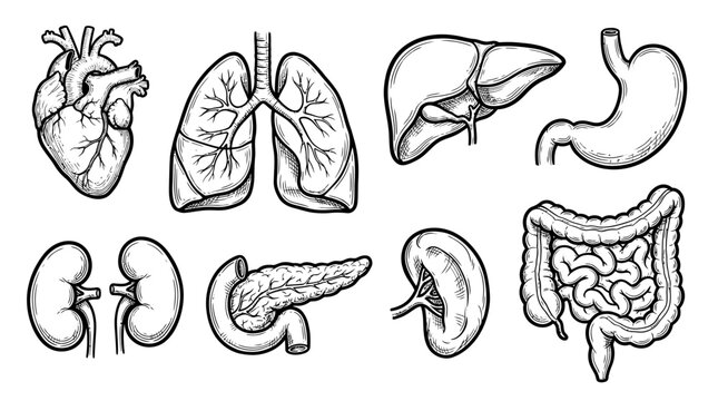 Detailed Hand Drawn Human Internal Organs Set for Medical and Educational Purposes.