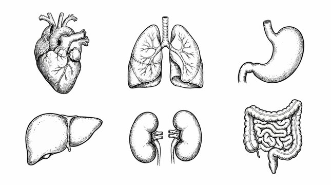 Detailed Hand-Drawn Illustrations of Human Internal Organs for Medical Education.