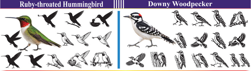 Fototapeta premium Ruby-throated Hummingbird and Downy Woodpecker Vector Pack