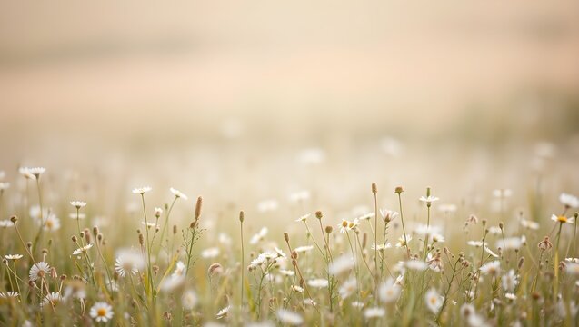Small white daisy flowers blooming in a meadow with soft natural sunlight and copy space