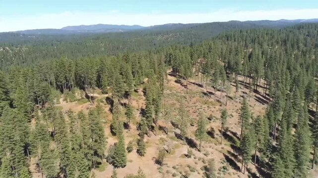 Aerial View of the Stanislaus National Forest