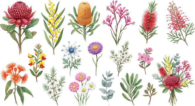 Watercolor Australian native flowers vector illustration set with waratah protea banksia eucalyptus wattle and bottlebrush isolated on white