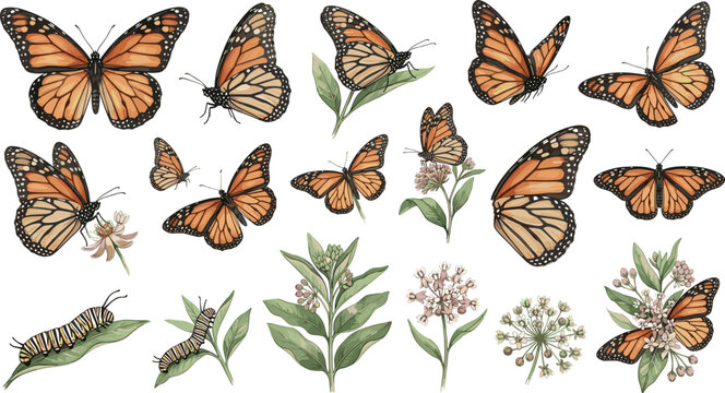 Watercolor monarch butterfly vector illustration set featuring monarch caterpillars milkweed plants flowers and butterflies isolated on white background