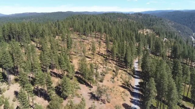 Aerial View of Road Winding Through Stanislaus National Forest