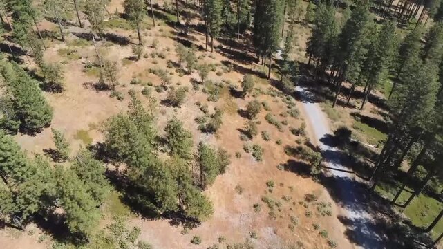Aerial View of Road Winding Through Stanislaus National Forest