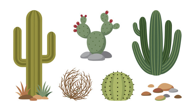 Desert Cactus and Tumbleweed Flat Vector Icon Set with Saguaro Prickly Pear Barrel Cactus and Rocks Collection