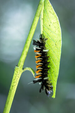 milkweed tussock moth caterpillar Euchaetes egle tufts hairy poisonous black white orange under leaf