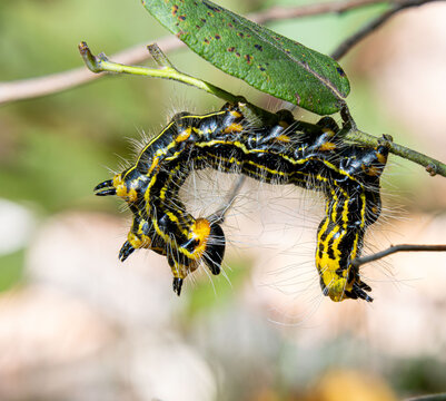 Datana Ministra moth caterpillar in defensive pose arched back hairy black and yellow