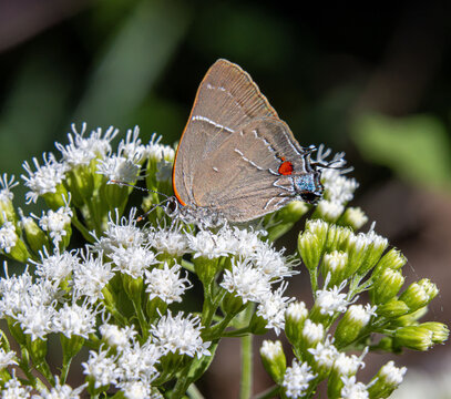 White M Hairstreak Parrhasius m-album butterfly rare beautiful on white autumn flowers closeup false head m-marking