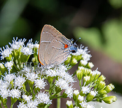 White M Hairstreak Parrhasius m-album butterfly rare beautiful on white autumn flowers closeup false head m-marking