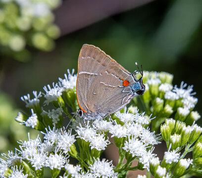White M Hairstreak Parrhasius m-album butterfly rare beautiful on white autumn flowers closeup false head m-marking