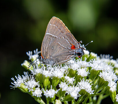 White M Hairstreak Parrhasius m-album butterfly rare beautiful on white autumn flowers closeup false head m-marking