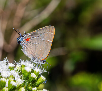 White M Hairstreak Parrhasius m-album butterfly rare beautiful on white autumn flowers closeup false head m-marking