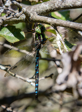 darner dragonfly blue abdomen male rests on twig vertical to ground
