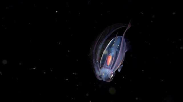 Diamond squid