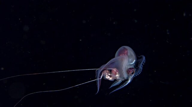 Blanket octopus