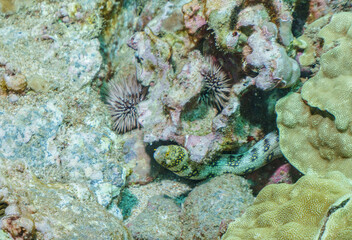 Spotted Moray Eel on Hawaiian Reef © Kyle