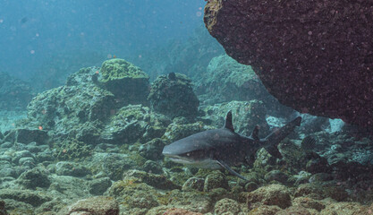 Grey Reef Shark in Hawaiian Waters © Kyle