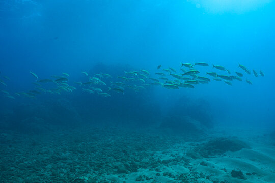 School of Trevallies Swimming Over Reef