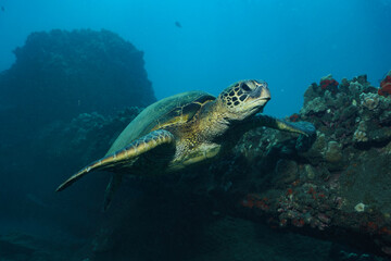 Fototapeta premium Green Sea Turtle Swimming Near Coral Reef, Lahaina