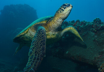Fototapeta premium Green Sea Turtle Swimming in Lahaina, Hawaii