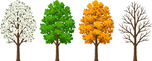 Fototapeta premium Four Seasons Tree Set Seasonal Foliage Cycle Flat Vector Illustration