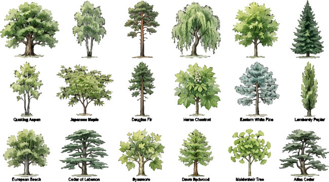 Set of Various Common Tree Species Illustrations Isolated on White Background for Botanical Design and Educational Use