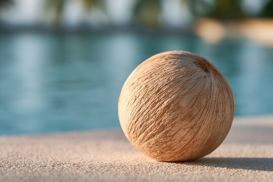A close up view of a dry coconut resting near a swimming pool