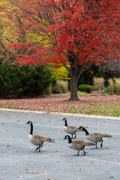 Flock of Canada geese walking on park road during autumn season.