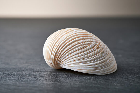 Beautiful white clam seashell showing ribbed texture on grey surface