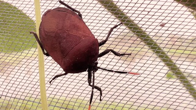 Animated Goliath Beetles Crawling on Netting, Looping Footage
