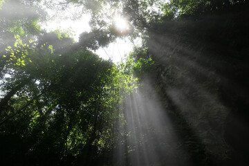 Obraz premium Magical sunbeams and morning light streaming through lush green forest canopy