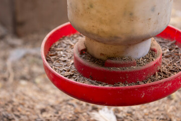 Close Up View of Red Plastic Poultry Feeder Filled with Grain Mix on Farm © Mandegraph
