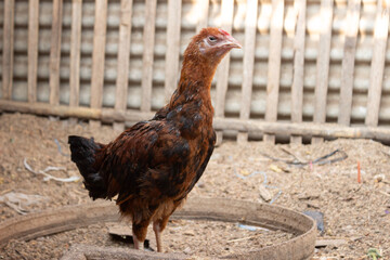 Young Brown Chicken Standing in a Traditional Bamboo Farm Coop Area © Mandegraph