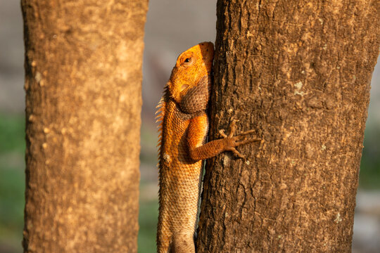 Oriental Garden Lizard Calotes Versicolor Climbing a Tree Trunk in Warm Sunlight