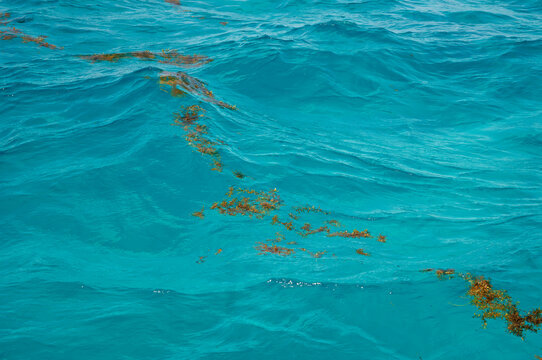 sargazo, algas marinas, alga, sargazo en la playa, arribaz&oacute;n de sargazo, alga parda, macroalgas, restos de algas, mar, oc&eacute;ano, agua, agua salada, playa, arena, arena mojada, orilla, costa, litoral, pa