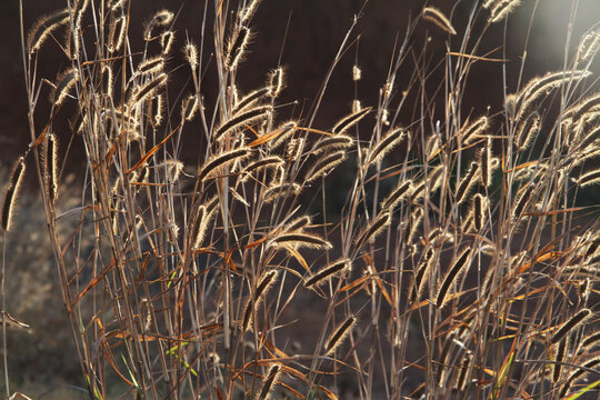 Dried foxtail grass illuminated by warm sunlight in a field