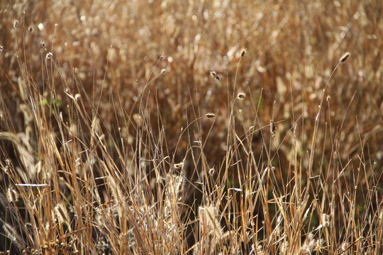 Dried foxtail grass illuminated by warm sunlight in a field