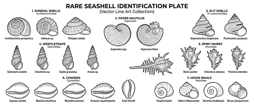 Vintage Seashell Identification Plate - Vector Line Art