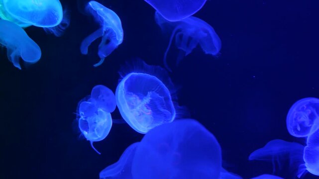 Bioluminescent moon jellyfish drifting in deep blue water aquarium exhibit with soft purple light