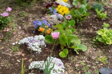 Fototapeta premium Single Pink Tulip Blooming in a Colorful Spring Flowerbed at Kameido Chuo Park