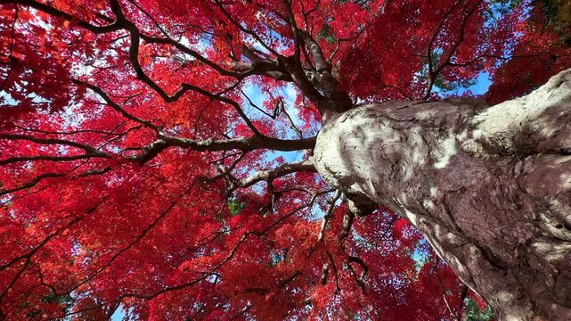 真っ赤に紅葉した大きなカエデの木の根本からドリー撮影した4K動画