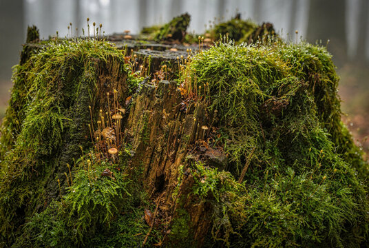 Vibrant green moss and tiny mushrooms grow on a wet tree stump in a misty forest.