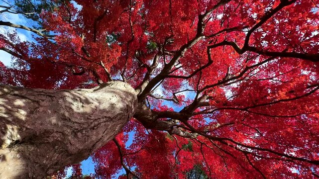 真っ赤に紅葉した大きなカエデの木の根本からドリー撮影した4K動画