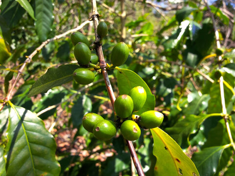 Fresh Green Mocha Typica Longberry Arabica du Tonkin Coffee Cherries Cultivated Since French Colonial Era in Cau Dat, Lam Dong, Vietnam