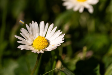 Fototapeta premium white daisy flower