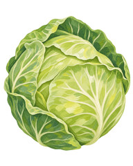 Fototapeta premium cabbage isolated on white background
